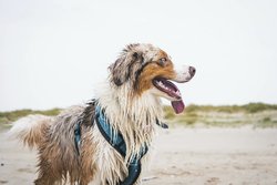 Hund am Strand